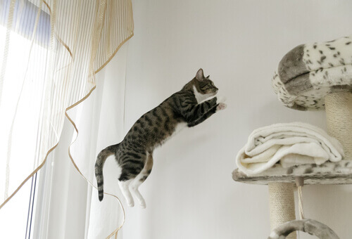 A cat jumping.