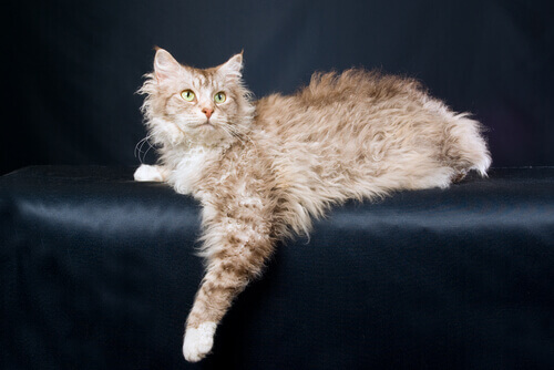 LaPerm Cat, a Kitten With Curly Hair