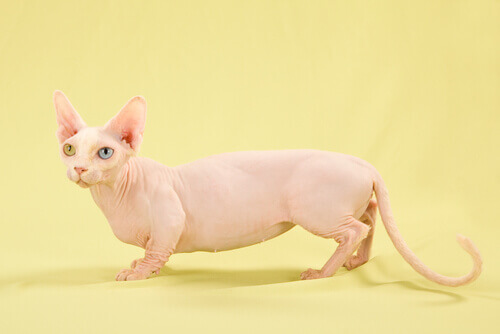 Bambino Cats: Bald and Short-legged