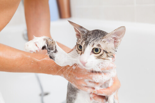A cat in a bath.