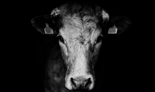 A cow in black and white.