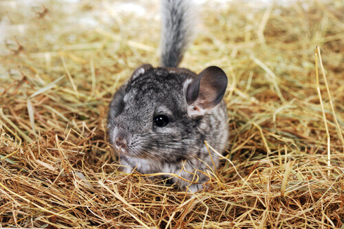 A chinchilla in a cage.