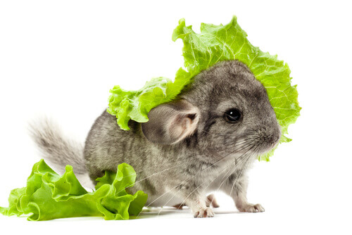 A chinchilla eating lettuce.