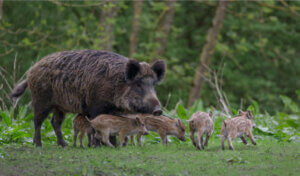 Is Aujeszky's Disease Important in Wild Boars or Only in Pigs?