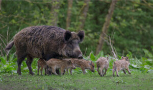 Is Aujeszky's Disease Important in Wild Boars or Only in Pigs?