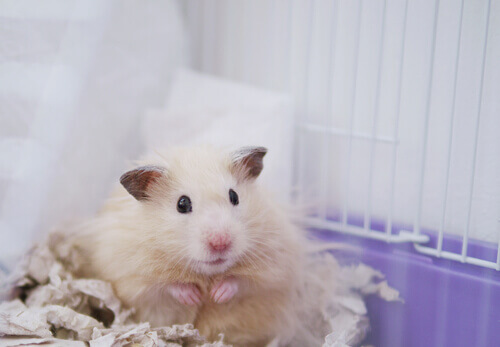 Domestic hamster breed.