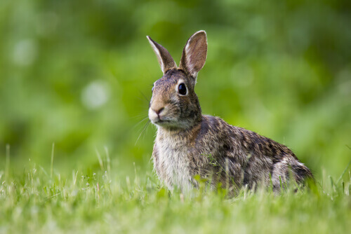 A nervous rabbit crouches on grass.