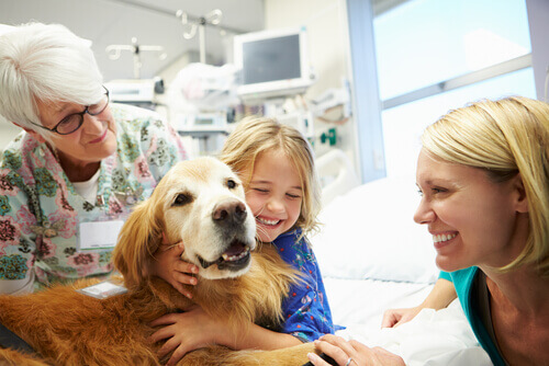 Dog giving emotional assistance in a hospital.
