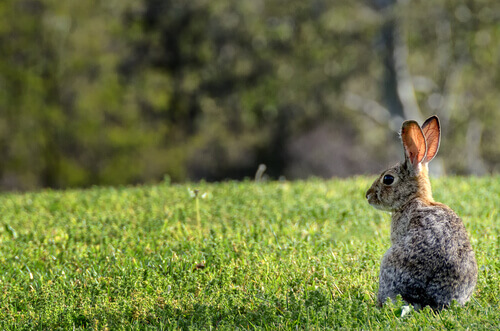 The European rabbit in Australia: an invasive species.