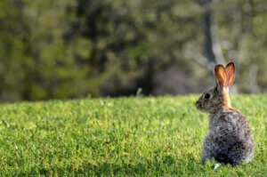 What Happened with Australia’s Rabbits?