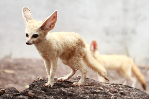 Crepuscular fox or fennec fox: traits.
