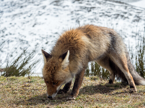 A fox eating grass in the snowy mountains.