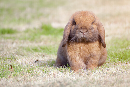 A funny rabbit posing.