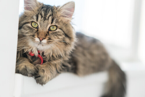 German rex long-haired cat: traits.