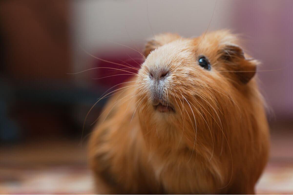 A close-up of a brown guinea pig.
