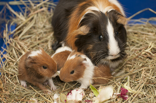 Guinea pig mother and young eating.