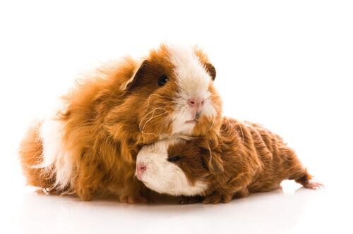 Everything About the Guinea Pig's Pregnancy