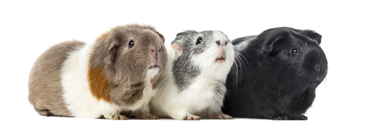 Three guinea pigs posing.