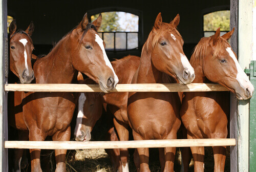 Paarden in een stal