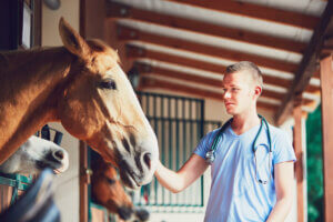 Equine laminitis is a very common pathology.