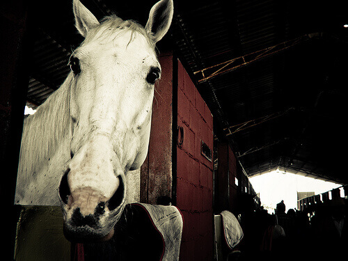 A white horse.