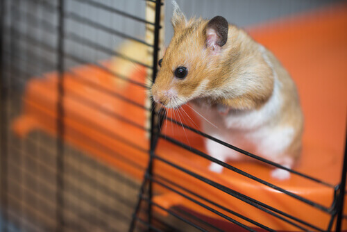 Stunning Hamster Cage Setup For Hamsters In Noise-Sensitive Environments image