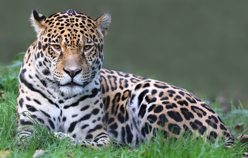 Jaguar sitting on grass.