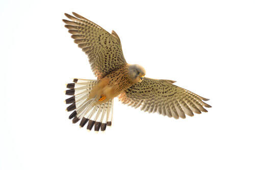A kestrel in flight.