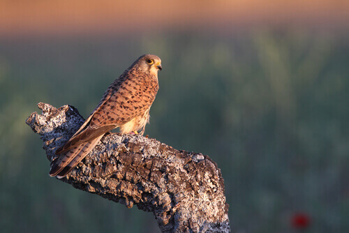 All About the European Kestrel