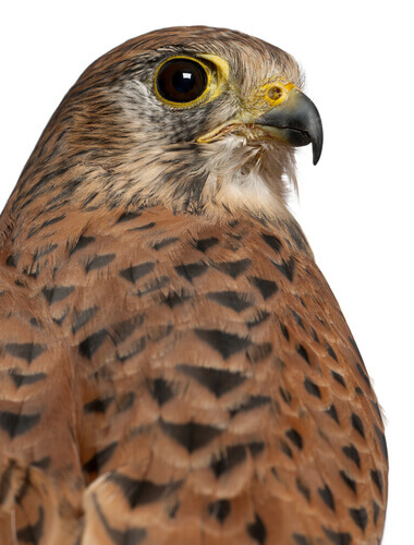 A close-up of a kestrel.