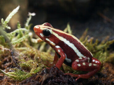 Phantasmal Poison Frog Care And Breeding In Captivity My Animals