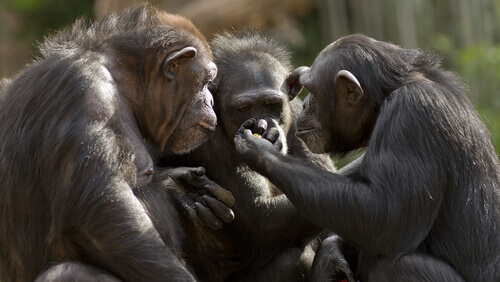 Can Monkeys Talk?