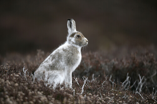 Mountain hare: a species of hare also known as blue hare or tundra hare.