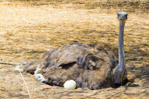 An ostrich laying eggs.