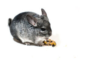 The Best Tips to Help You Care for Your Pet Chinchilla