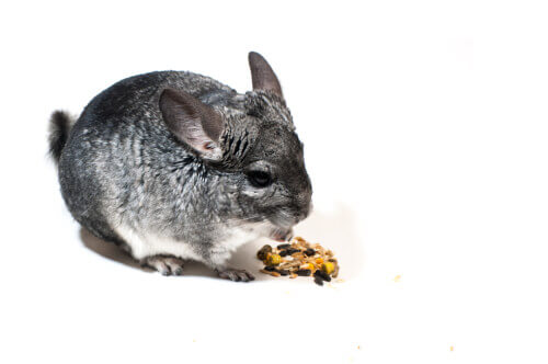 The Best Tips to Help You Care for Your Pet Chinchilla