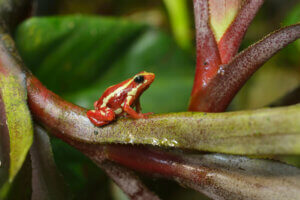 A phantasmal poison frog on a branch.