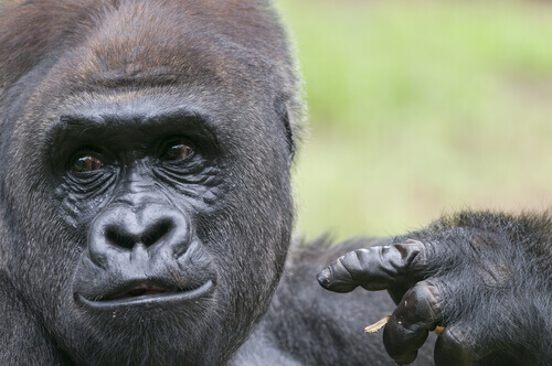 Koko the talking gorilla.