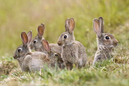 Some rabbits playing in a field.