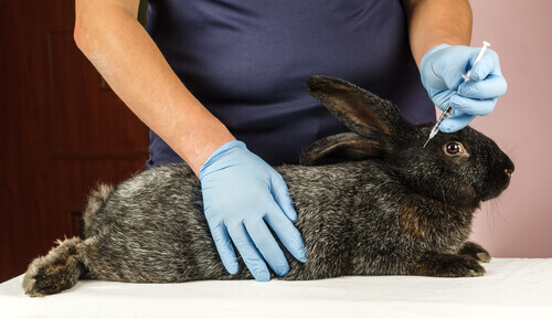 When to vaccinate rabbits?