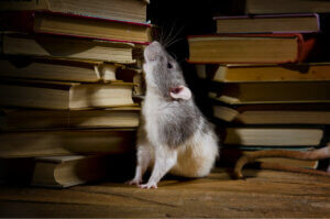 A rat among books.