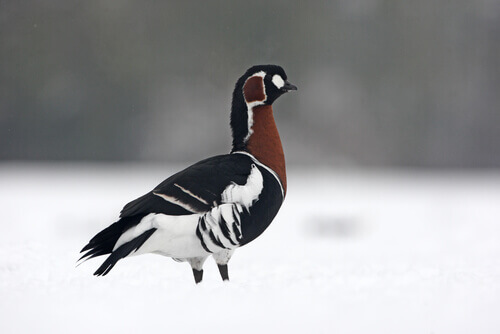 Red-breasted goose looking for food.