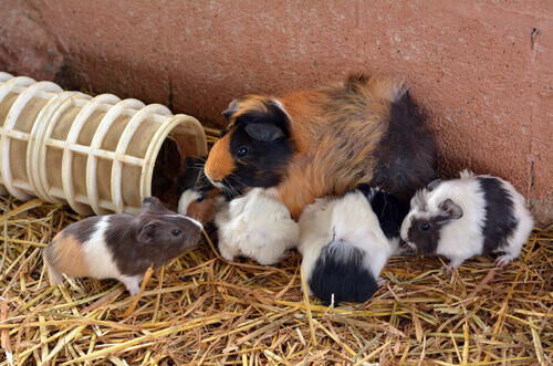 Guinea pigs: mother and offspring.