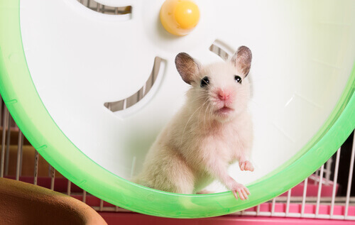 4 Species of Rodents that Make Good Pets