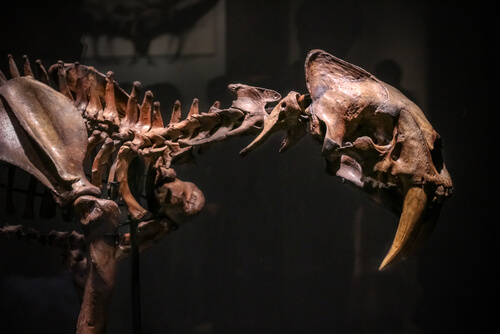 The saber-toothed cat is now extinct.