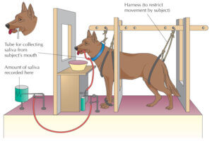 Ivan Pavlov's salivation experiment.