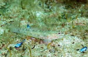 A sand goby swimming.