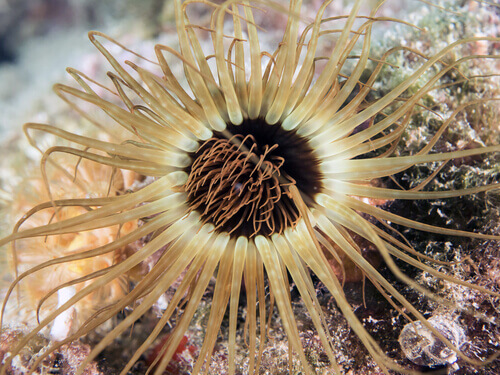 Asexual reproduction of the sea anemone.