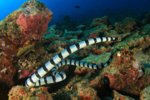 Sea snake swimming.