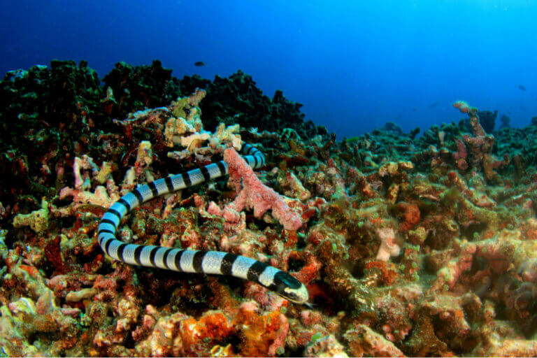Classification of Sea Snakes
